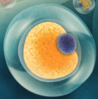 Research Interest - Droplet Microfluidics
